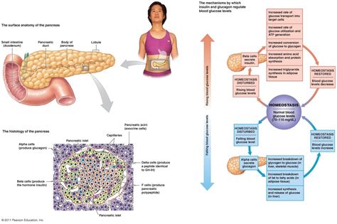 Endocrine function of pancreas