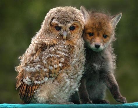 Unlikely Animal Friends | Unusual animals, Friendship and Animal