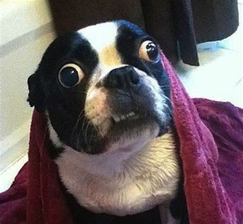 Dogs that are shocked by what is happening : Your BLog Name|