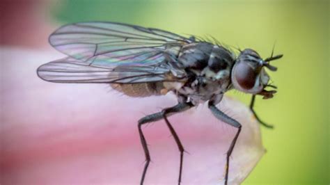 Do fruit flies carry diseases? - Aboutbugz.com