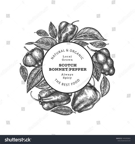 Hand Drawn Sketch Style Scotch Bonnet Stock Vector (Royalty Free ...