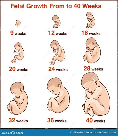 Embryo Development. Human Fetus Growth Stages of Pregnancy Vecto Stock Vector - Illustration of ...