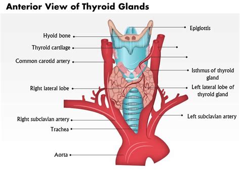 Thyroid Gland Anatomy