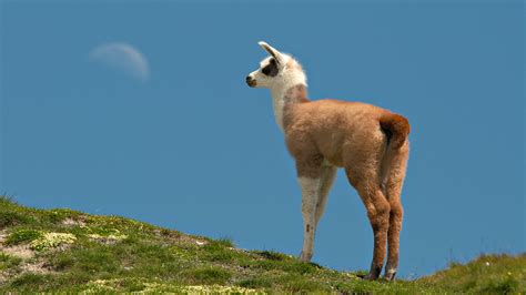 Serene Llama in HD Wallpaper