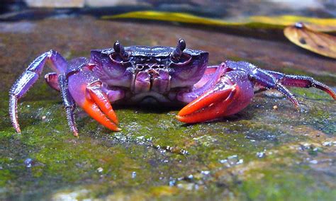 Incredible purple crab is one of four brand new species discovered on Philippine island | Daily ...