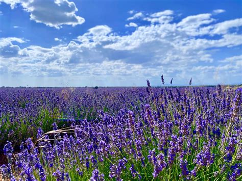 Lavender fields of Brihuega – Ginger Camper