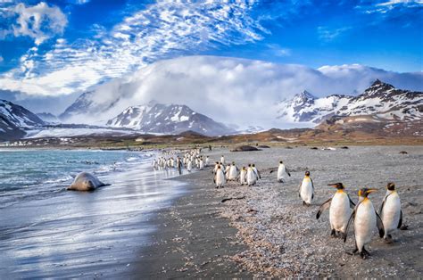 Visit the Falkland Islands – World of Cruising Magazine