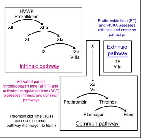 Coagulation assays | eClinpath