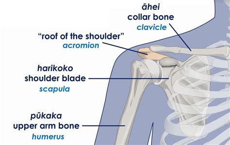 Shoulder Anatomy