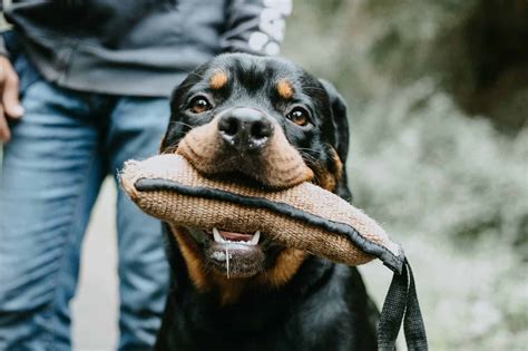 Rottweiler Bite Force: Is it The Strongest? - Pet Spruce