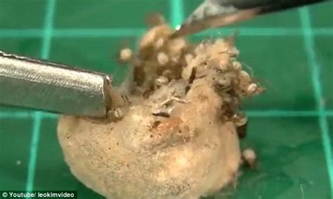 Man cuts open redback spider's egg sac and finds hundreds of dead babies | Daily Mail Online