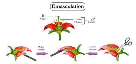 Hybridization Biology