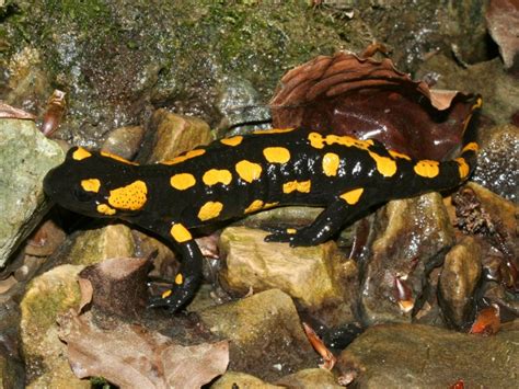 Fire Salamander » Amphibian Care