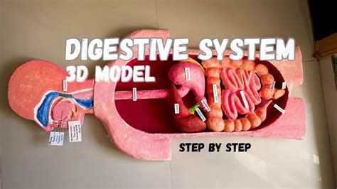 Biology project _ Human Digestive system 3d model #science #medical - YouTube