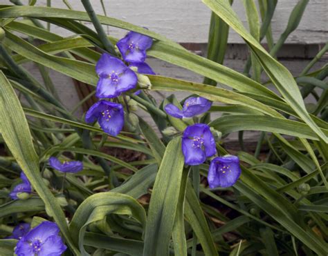 Long, Narrow, Green Leaves and Purple Flowers of a Spiderwort | ClipPix ETC: Educational Photos ...