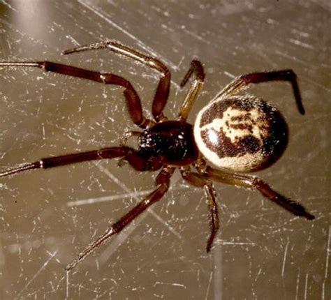 Amazing Facts About False Black Widow Spider – Page 2 – Animal Encyclopedia