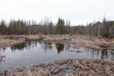 Cannington, Ontario: March 31, 2020 | Miles Hearn