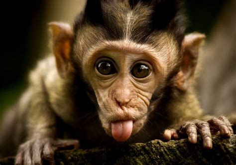 Monkey HD Wallpapers - Top Free Monkey HD Backgrounds - WallpaperAccess