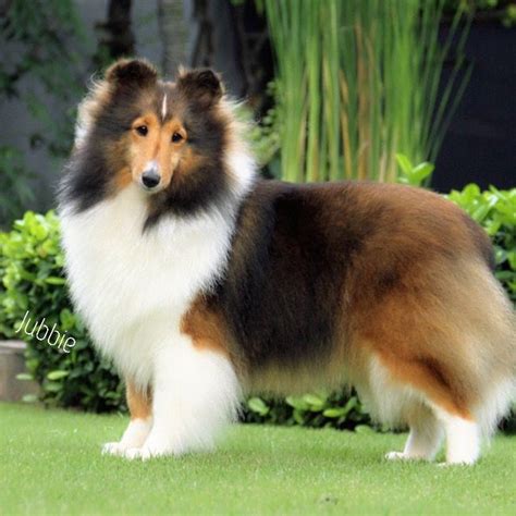 ~ BEAUTIFUL MAHOGANCY SABLE SHELTIE ~ | Cute dogs and puppies, Sheltie puppy, Dog breeds