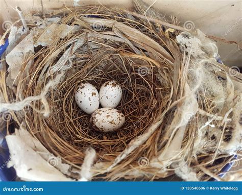 Three Bird Eggs in nest stock photo. Image of eggs, looked - 133540606