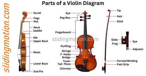 Ultimate Guide on Parts of a Violin: Names, Functions & Diagram