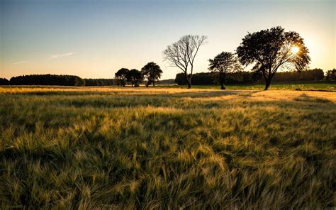 Green Barley Field Mac Wallpaper Download | AllMacWallpaper