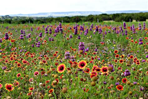 Texas wildflowers | Flower desktop wallpaper, Wedding flowers ...