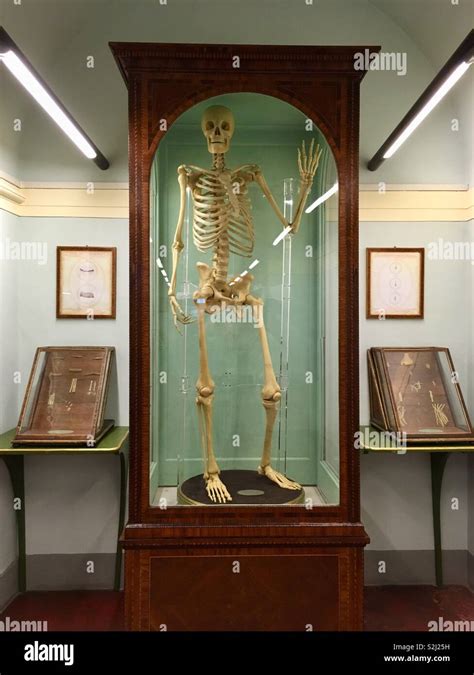 Human skeleton at the museum Stock Photo - Alamy