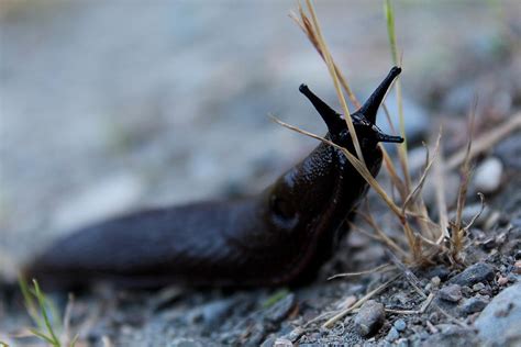 Banana Slug IX Photograph by Nicholas Miller - Fine Art America