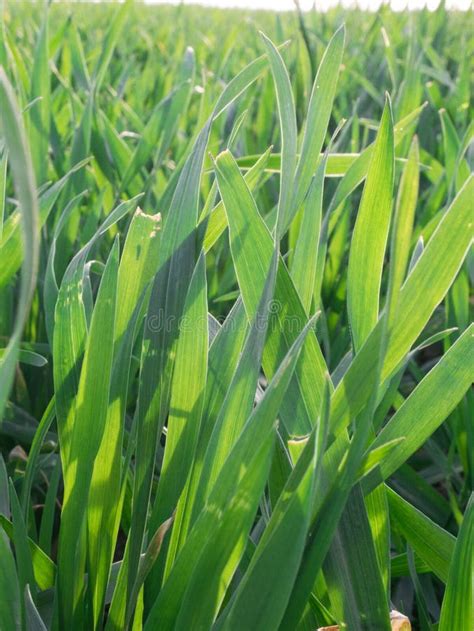 Green Wheat Leaves Close Up Stock Image - Image of leaves, food: 124883179