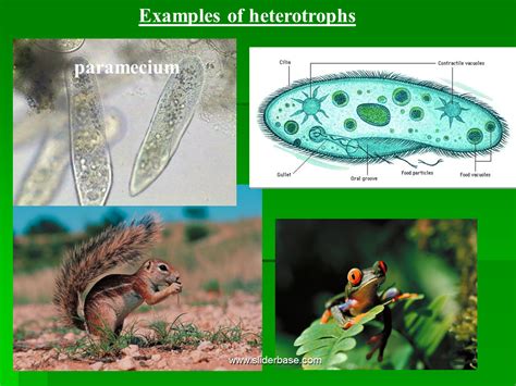 Nutrition - Presentation Health and Disease