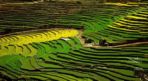 Step Farming in Nepal - | Nepal, Nepal kathmandu, Kathmandu valley