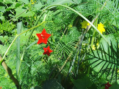 Cypress Vine (Hummingbird Vine) Beautiful Climbing Vine!!! - Other Seeds & Bulbs