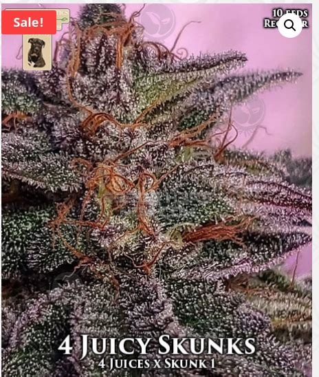 4 Juicy Skunks (de GibbsKutz Genetics) :: Info de Variedad