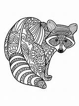 Wild Animal Coloring Pages Bandit Face Raccoon sketch template