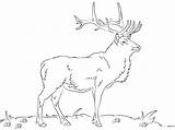 Alce Simple Para colorear Imprimir E Dibujar –ColoringOnlyCom sketch template