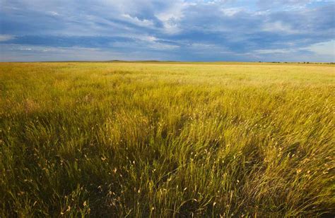 Life In A Temperate Grassland