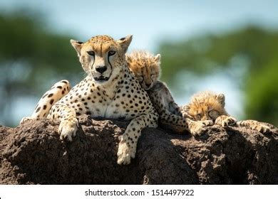 8,871 Cheetah cubs Images, Stock Photos & Vectors | Shutterstock