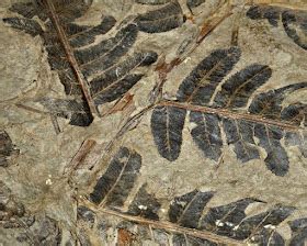 Pteridophyta Fossil