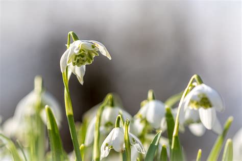 Hodsock Priory - Hodsock Priory snowbells - Horsepasture Wood