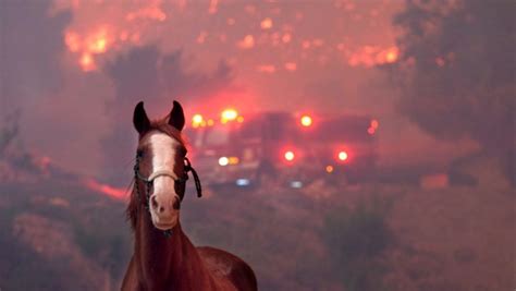 California Wildfire Takes Heavy Toll on Animals Despite Massive Rescue Operations; Heart-Rending ...