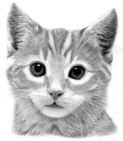 Descubrir 78+ gato dibujo realista facil mejor - vietkidsiq.edu.vn