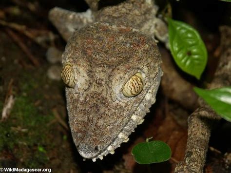 The Rainforest: Reptiles In The Rainforest