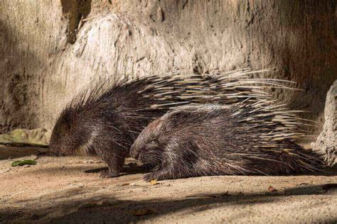 Hedgehog Vs. Porcupine: 5 Core Differences Explained