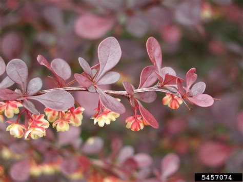 Japanese Barberry: The Beautiful Shrub That's - aurorabeamslifecoaching