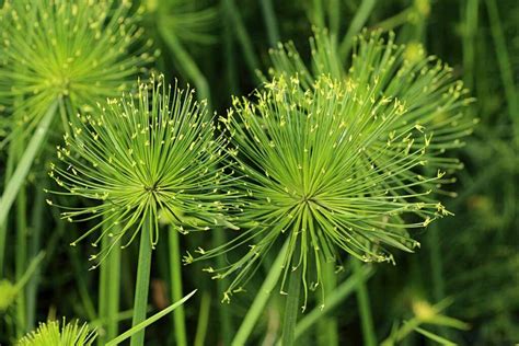 How to Grow Sedge Plants at Home | Gardener’s Path