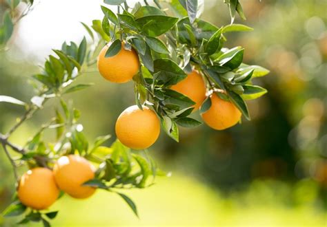 How to Grow Orange Trees | Hunker