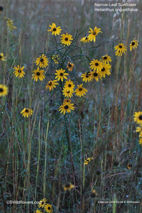 US Wildflower - Swamp Sunflower, Narrow-leaf Sunflower - Helianthus ...