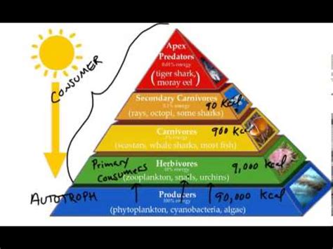 how to draw an energy pyramid - fabricarttutorialsdesignreference