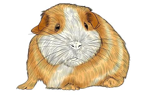 How to Draw a Guinea Pig - A Guinea Pig Drawing Tutorial for Beginners